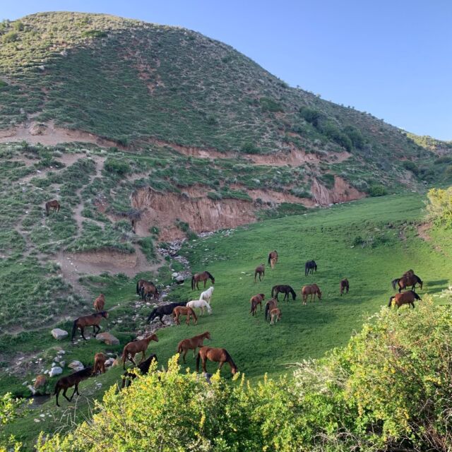 E-I-N-D-E-L-I-J-K is het zover: we zetten ons paardenverhaal in de wereld ❤️

Joséphine @intheirhooves en ik hebben uuuuuuuren gebrainstormd over hoe we onze passie voor paarden met de wereld kunnen delen. Van thuis tot in Kirgizië, altijd gezellig buiten bij een vuurtje of aan de stoof, sowieso met een thee'tje en een overdosis chocolade 🔥 .

We kunnen jullie nu met trots onze eerste opleiding voorstellen: een 6-daagse cursus paardengedrag... het begin van onze wilde plannen, letterlijk 😉. 

Wil je erbij zijn? Swipe voor meer informatie of check onze website (link in bio). 

Liefs, Laura & Joséphine 🔥

#gedragscentrumvoorpaarden #paardengedrag #paardenwelzijn #paardengedragstherapeut #horsemanship #paardenexperts #paardengedragstherapie #laurabangels #josephinejammaers #intheirhooves #opleidingpaardengedrag #opleidingpaardencoaching #paardengedragsdeskundige